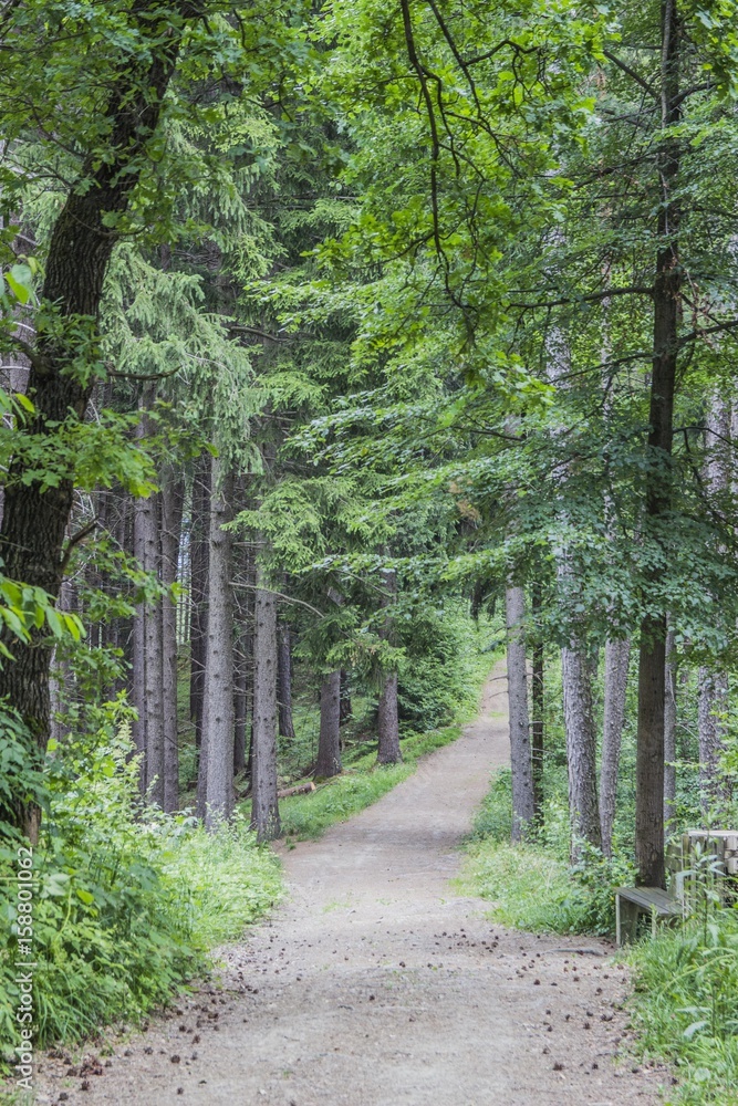 Fototapeta premium Austrian forests