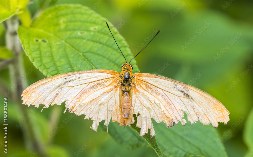 Julia butterfly close-up macro shot at 150mm Julia butterfly close-up macro shot at 150mm