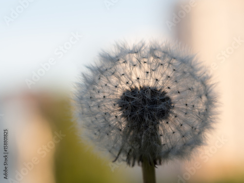 Fluffy dandelion. Against the backdrop of the city in the evening sunshine.
