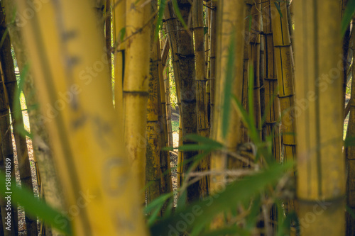 Ibirapuera Park, Sao Paulo, Brazil - Muitos bambus dentro do parque.