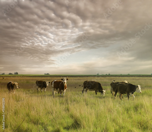 Fototapeta Naklejka Na Ścianę i Meble -  Cows grazing on pasture