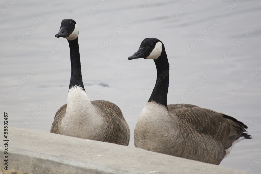 geese couple geese couple