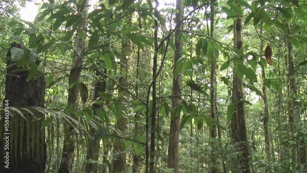 The jungle in Suriname The jungle in Suriname