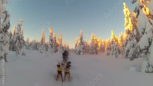 Dogs pulling dogsled take a quick break, POV
