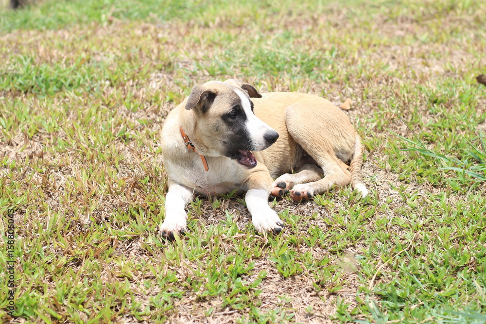 Fototapeta premium thai dog