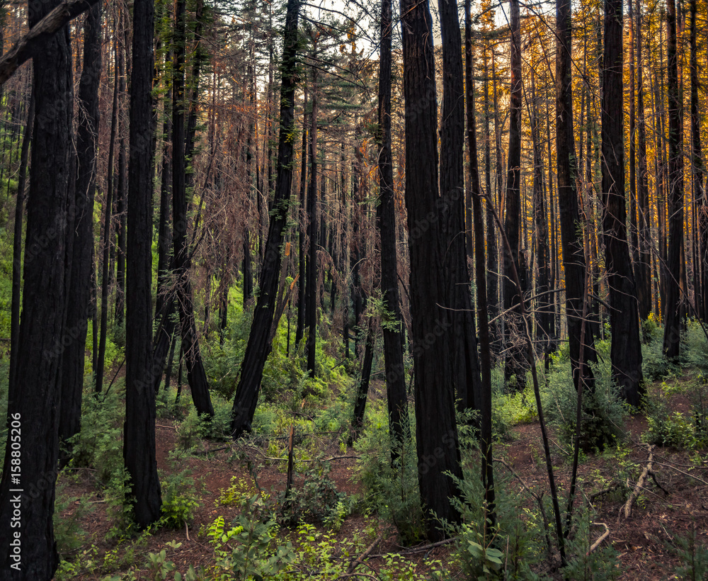 Fototapeta premium Big Sur forest with tall trees and bushes
