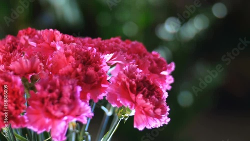 close-up, Flower bouquet in the rays of light, rotation, the floral composition consists of Bright pink turkish Carnation In the background a lot of greenery photo