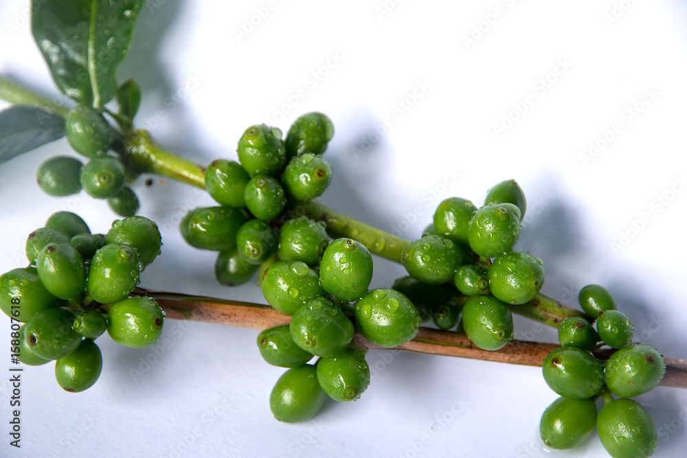 Coffee tree with green coffee beans on the branch on white Coffee tree with green coffee beans on the branch on white