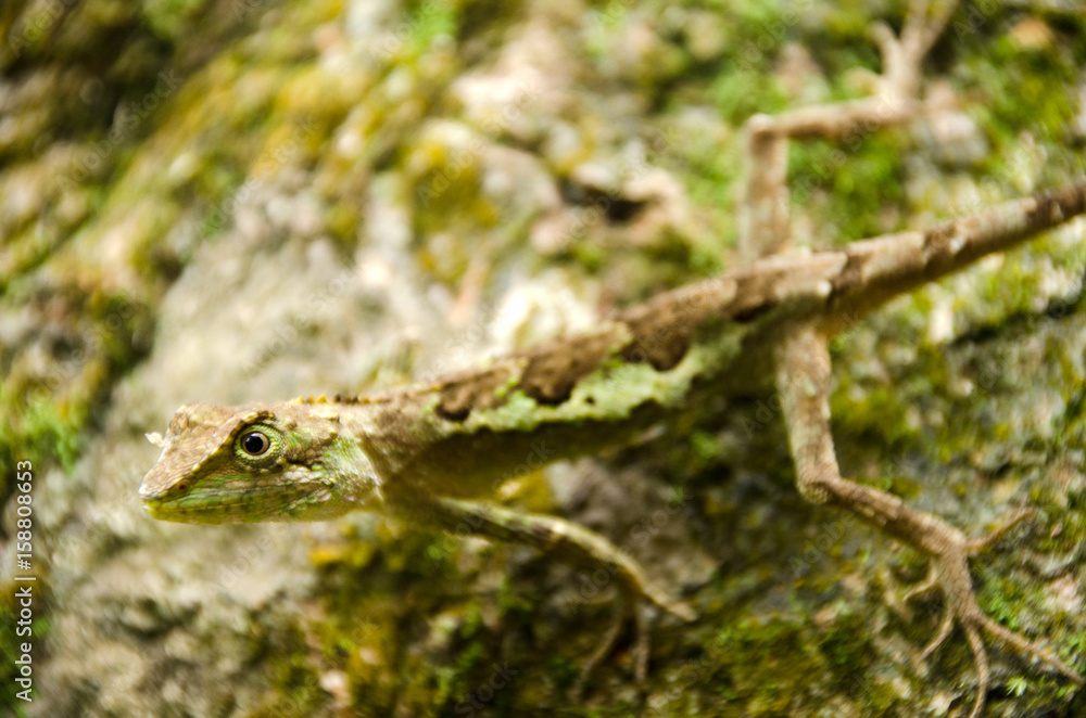 Fototapeta premium Lacertilia in the nature