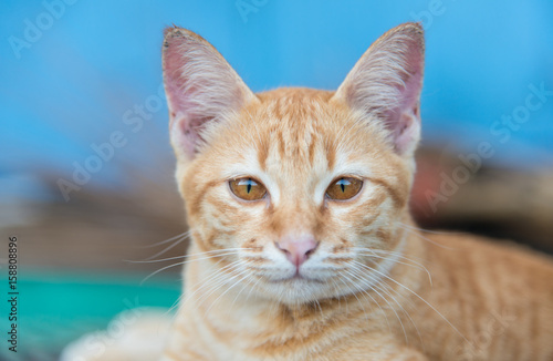 Portrait of Thai domestic cat looking the camera.