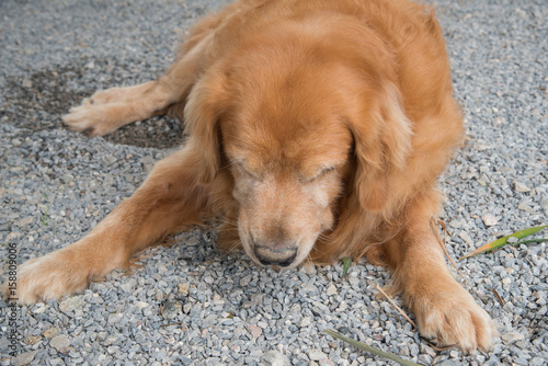 Portrait of Golden Retriever dog sleeping.