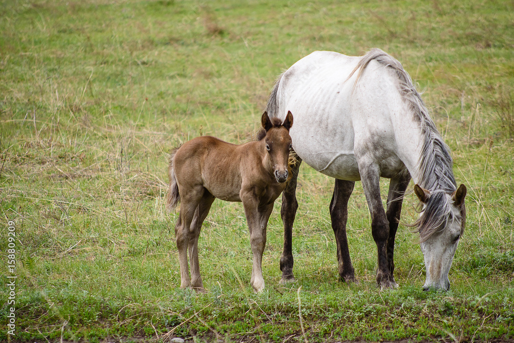 The foal and horses graze in a meadow