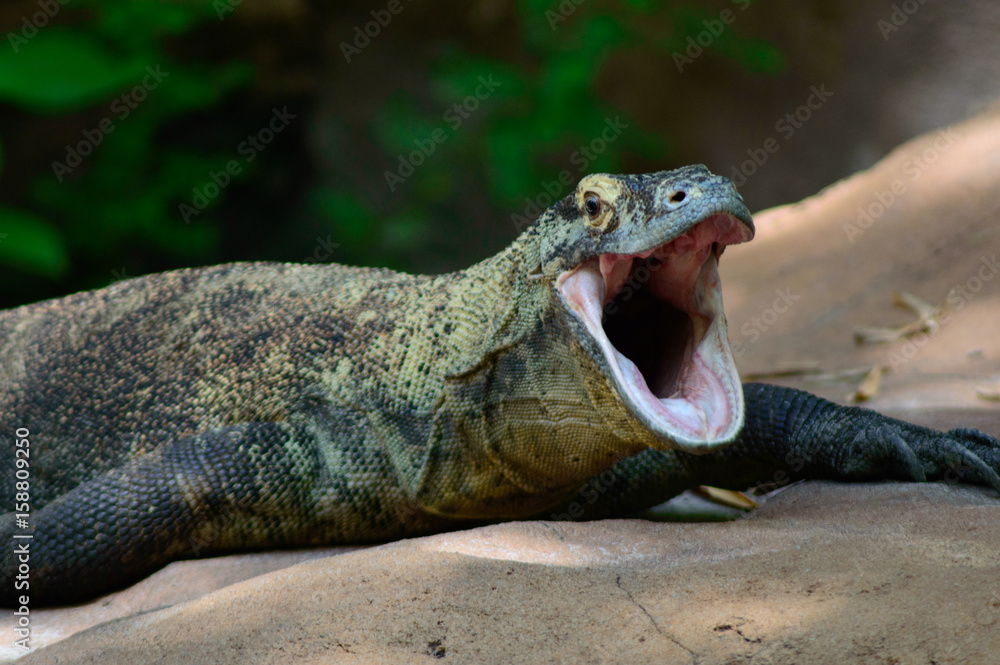 Obraz premium Comodo dragon yowning