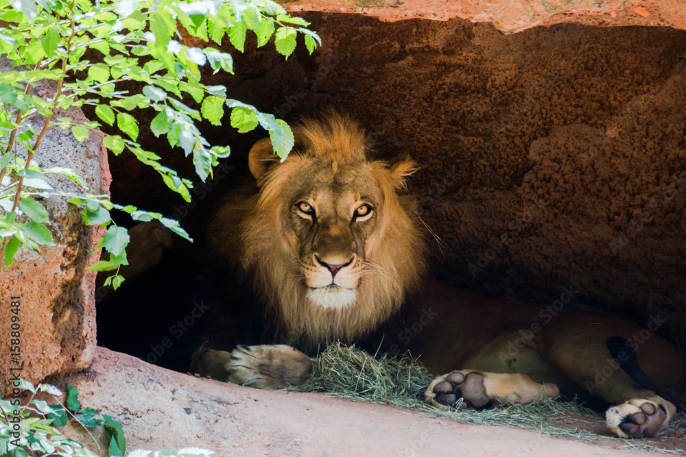 Fototapeta premium lion sitting in a cave.