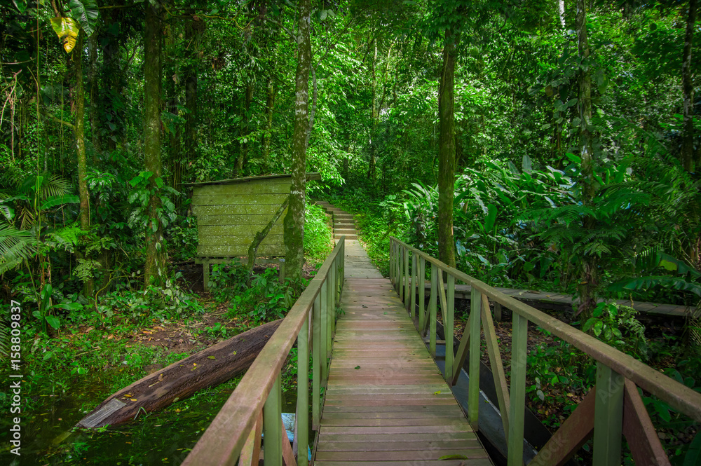 Wooden bridge footpath inside the amazon rainforest in Limoncocha National Park in Ecuador Wooden bridge footpath inside the amazon rainforest in Limoncocha National Park in Ecuador