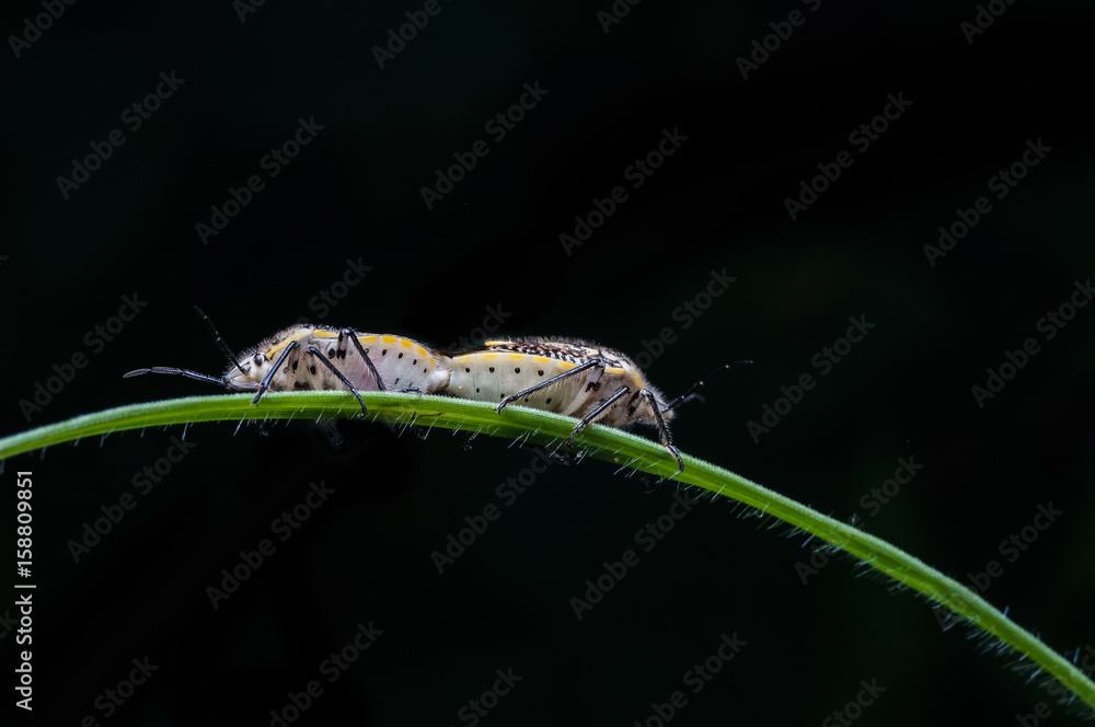 couples of beetles mating on the green grass couples of beetles mating on the green grass