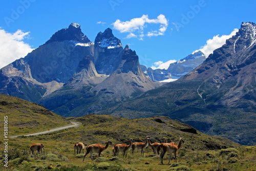 Guanacos in Torres del Paine National Park, Patagonia, Chile