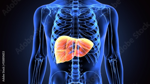 3d illustration of human body liver photo