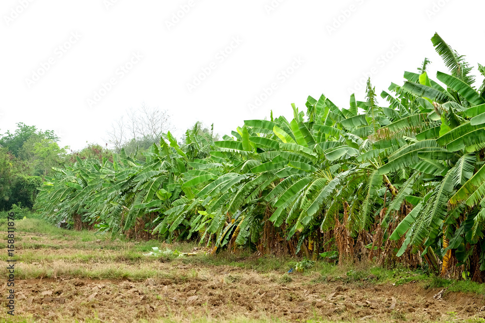 Plant of banana trees