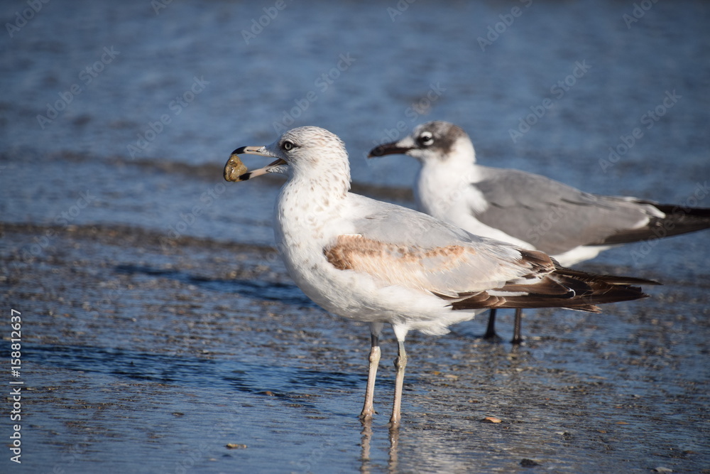 SeaGull Couple SeaGull Couple