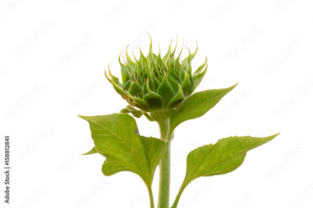 The immature sunflower will be bloom on a nature background. The immature sunflower will be bloom on a nature background.