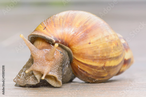 Closeup of a snail on tiled floor.