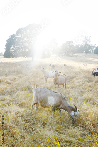 Herd of goats grazing in a field at sunset