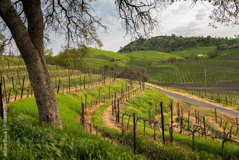 Naklejka premium Winery vineyards in green hills 