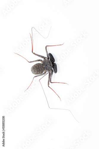 Florida Tailless Whip Scorpion © Becky