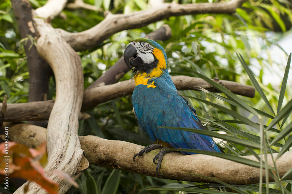 Blue an yellow Macaw