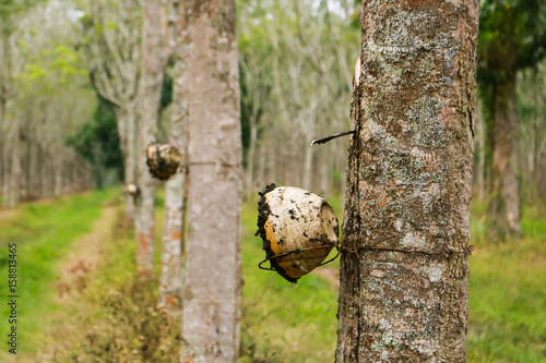 Rubber plantation lifes, Rubber plantation Background, Rubber trees in Thailand photo