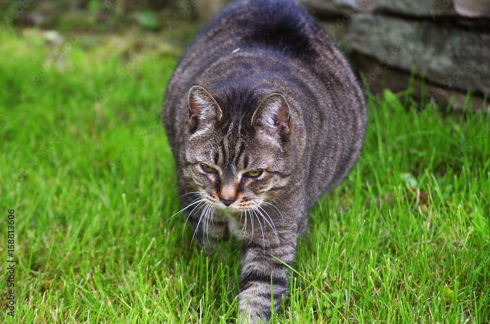 Grey tabby cat in grass 