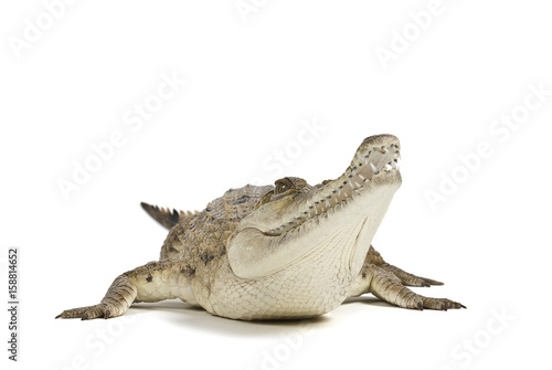 Fresh Water Crocodile isolated on a white background, with shadow.