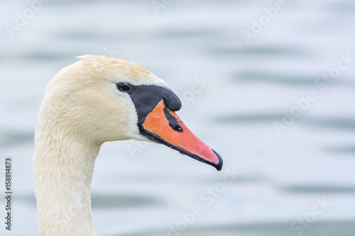 A portrait of a white swan 