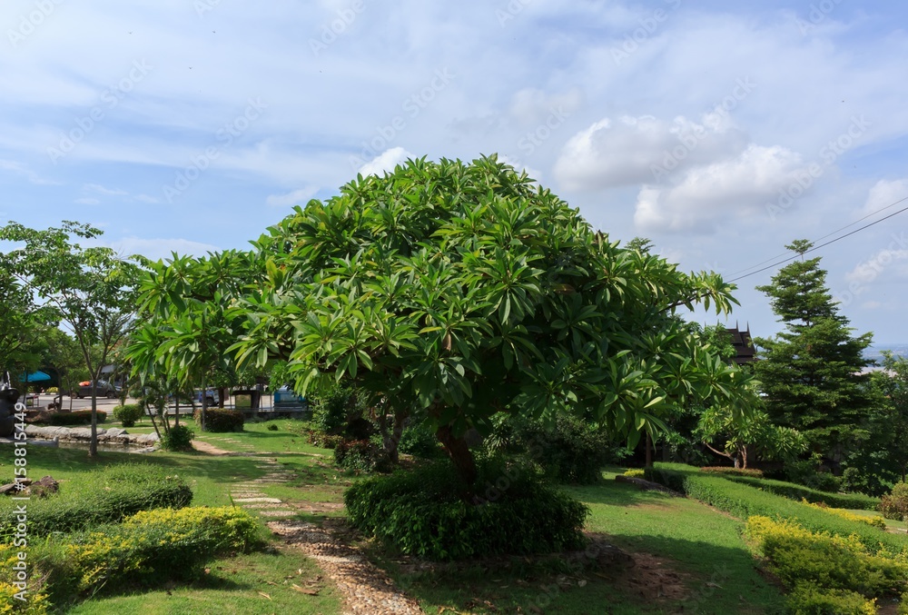 Frangipani tree in the garden