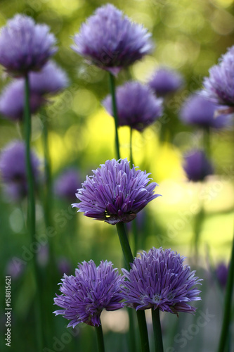 The onions blossom. On the ends of long runaways the onions have flowers with a considerable quantity of violet petals.