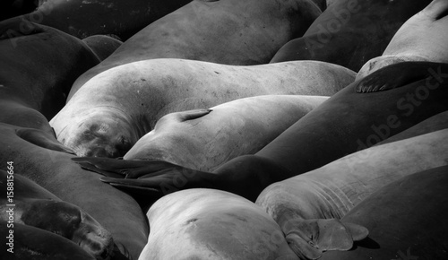 Elephant Seals
