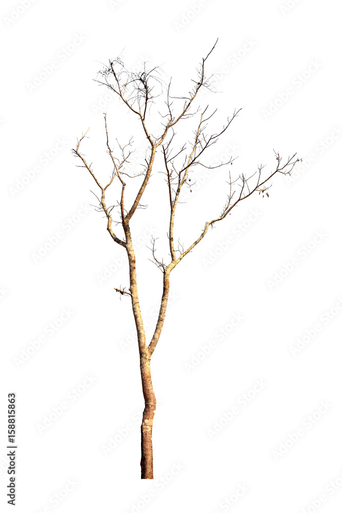 Tree isolated on white background Tree isolated on white background