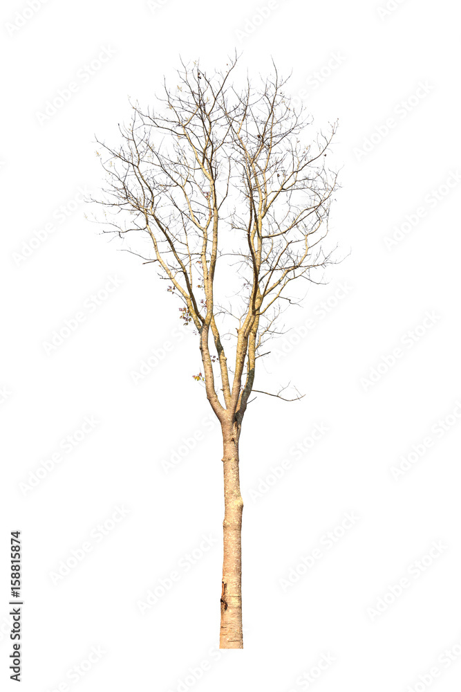 Tree isolated on white background Tree isolated on white background