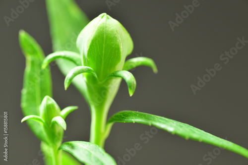 chinese bellflower