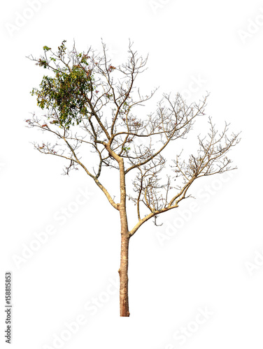 Tree isolated on white background