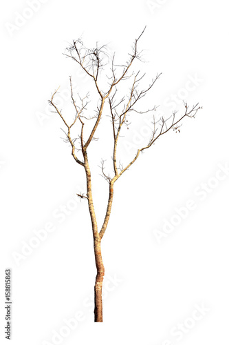 Tree isolated on white background