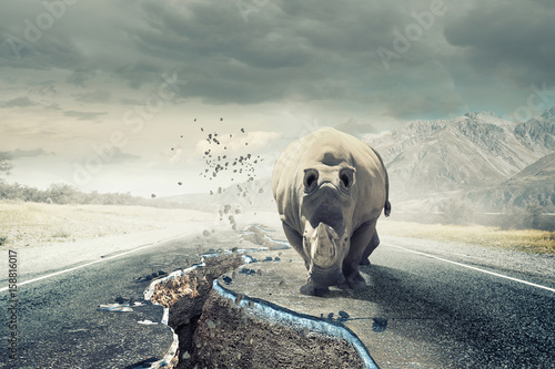 Rhino on asphalt road