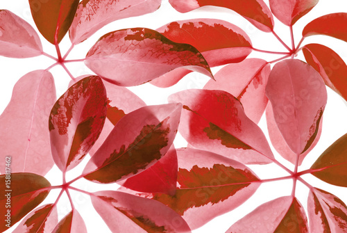 Closeup art tone of fresh red leaves isolated on white background