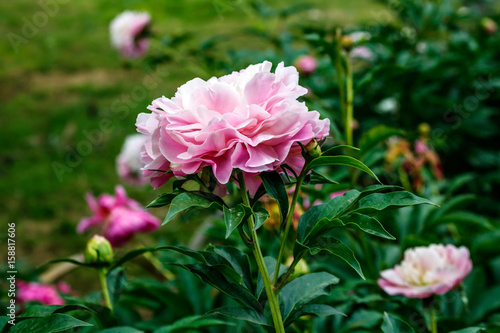 peony in natural background