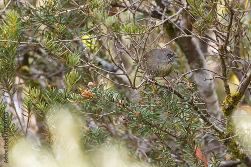 Tasmanian brown Scrubwren bird perching on tree branch in forest, endemic to Tasmania, Australia photo