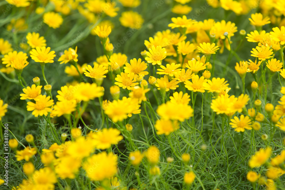 Obraz premium Daisy flowers - yellow flowers