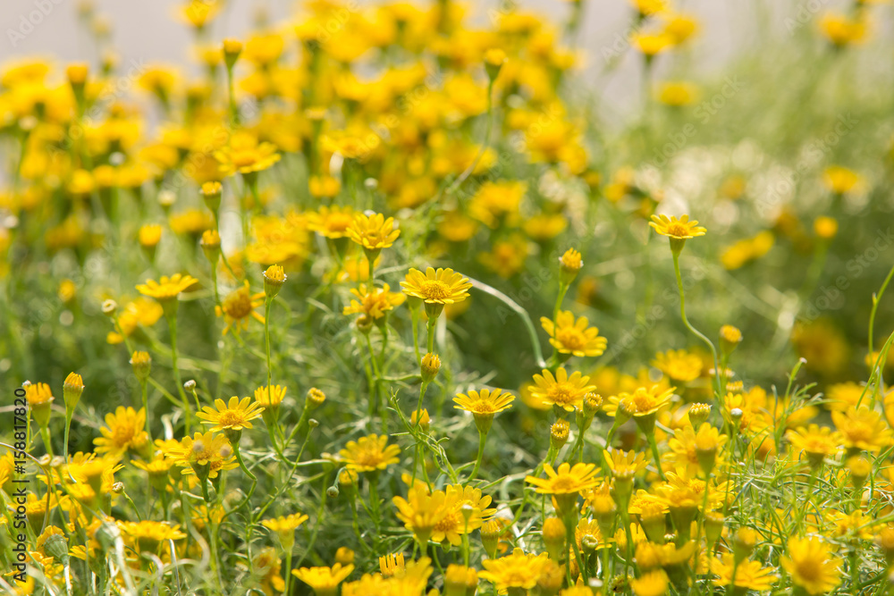 Fototapeta premium Daisy flowers - yellow flowers
