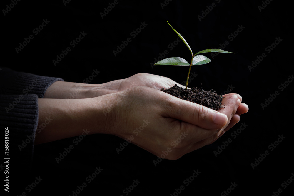 Two hands holding and caring a young green plant / planting tree / growing a tree / love nature / save the world Two hands holding and caring a young green plant / planting tree / growing a tree / love nature / save the world