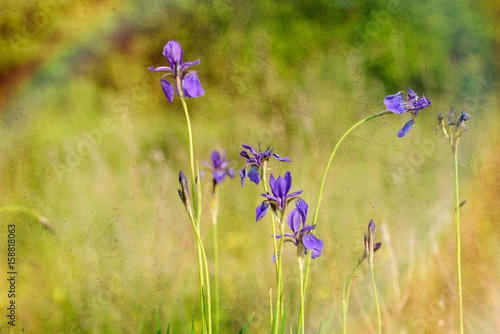 Iris sibirica, commonly known as Siberian iris or Siberian flag, growing in the meadow close to the Dnieper river in Kiev, Ukraine, under the soft morning sun. Texture effect.